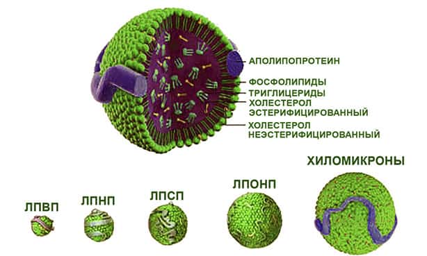 Липопротеин А