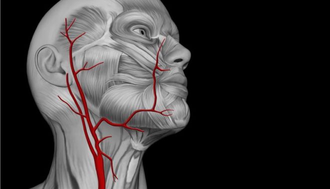 артерии на шее