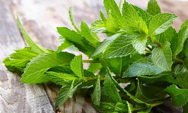 Листья мяты