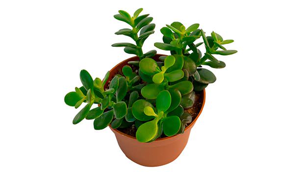 Денежное дерево