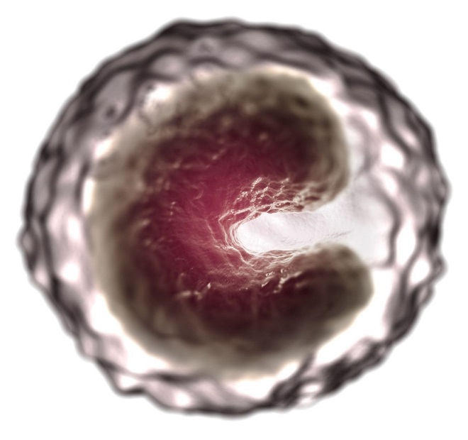 моноциты у ребенка