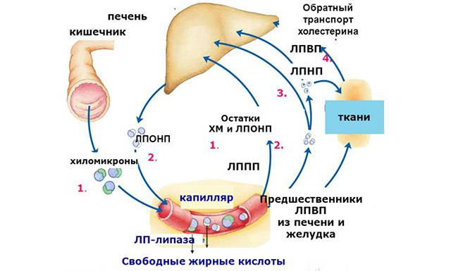 Функции холестерина в организме человека