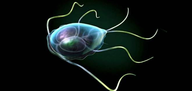 паразиты в кишечнике