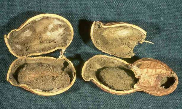 Поражение афлатоксинами арахисовых плодов