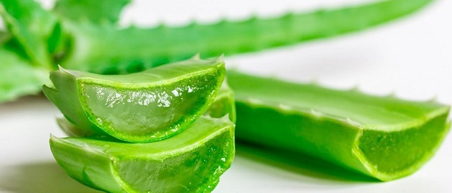 применение алоэ