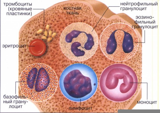 Виды лейкоцитов