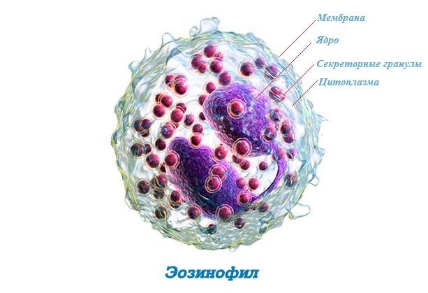полезные тельца в крови