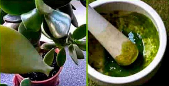 Мазь с толстянкой