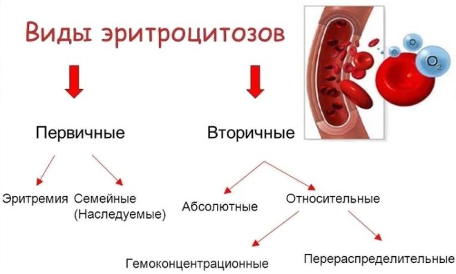виды эритроцитов