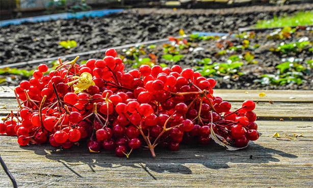 Калина, ягода