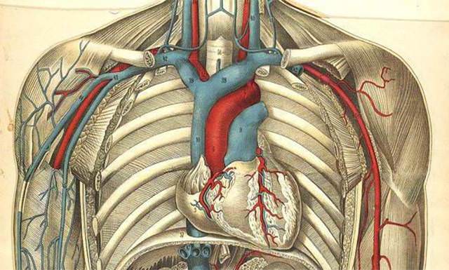 Брахиоцефальные артерии