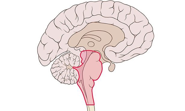 Ствол головного мозга