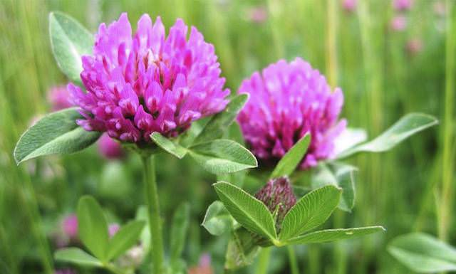 Красный клевер