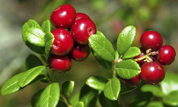 Брусника, ягоды